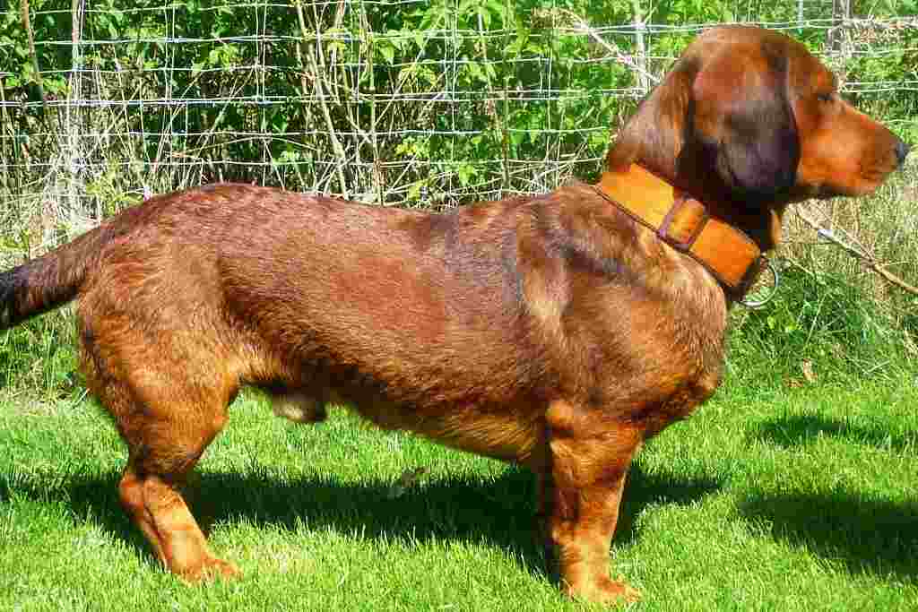 The Alpenlaendische Dachsbracke dog breed