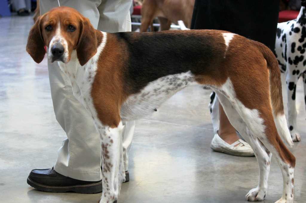 The american foxhound dog breed