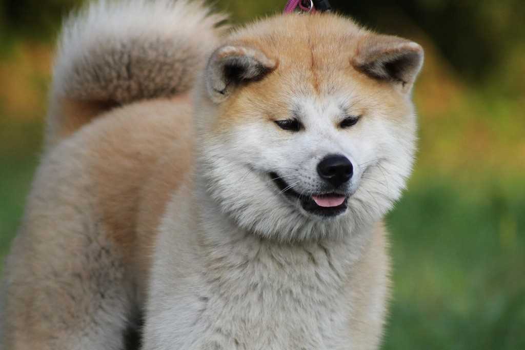 La raza de perro Akita Inu japonés