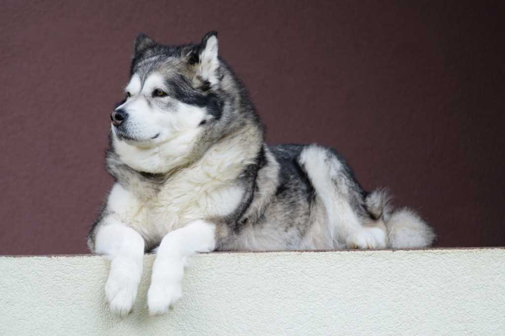 La razza canina Alaskan Malamute