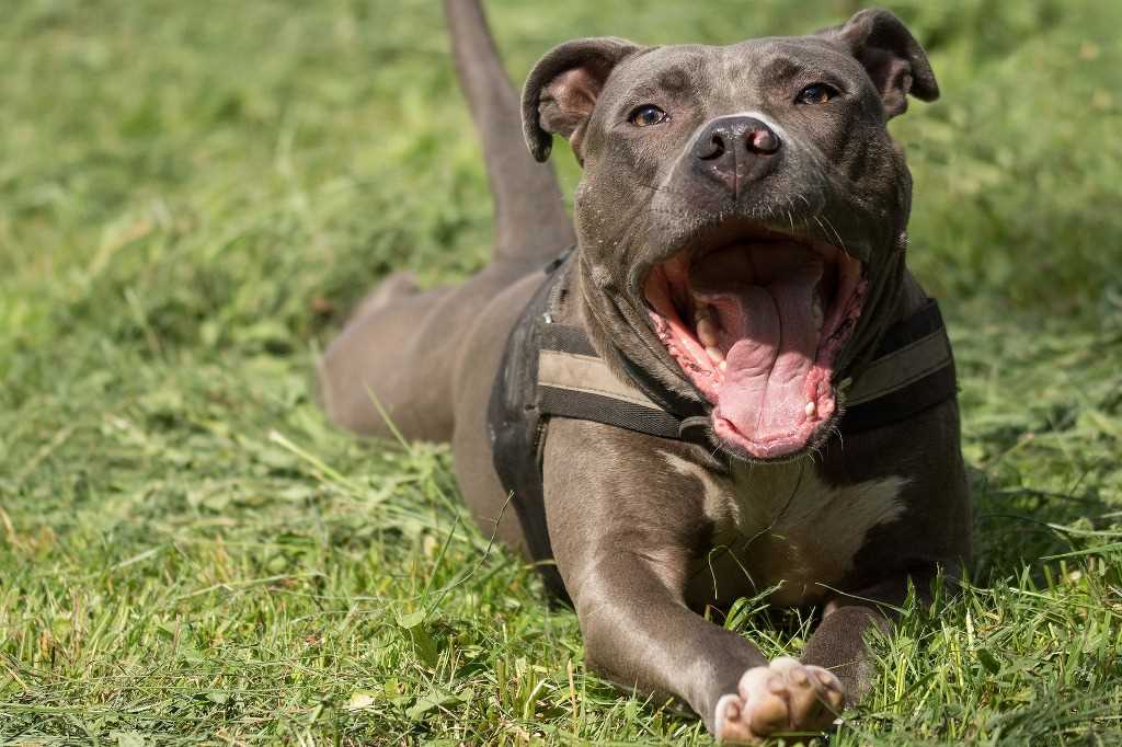 La raza de perro American Pit Bull Terrier