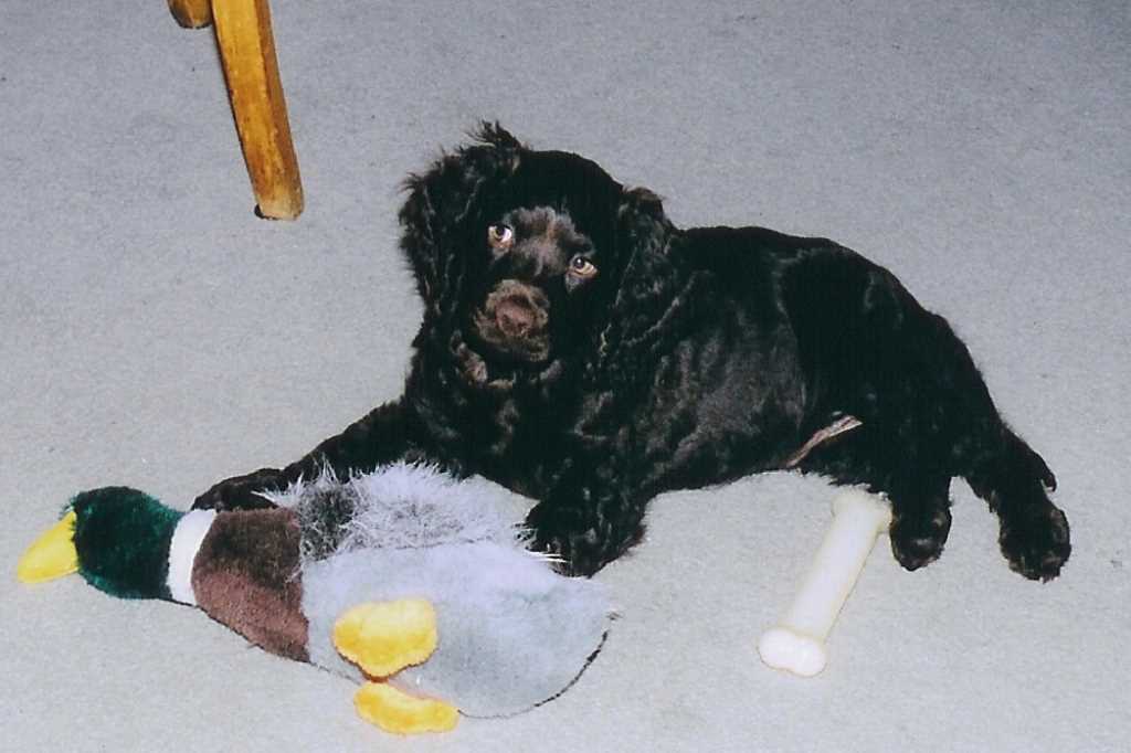The American Water Spaniel dog breed