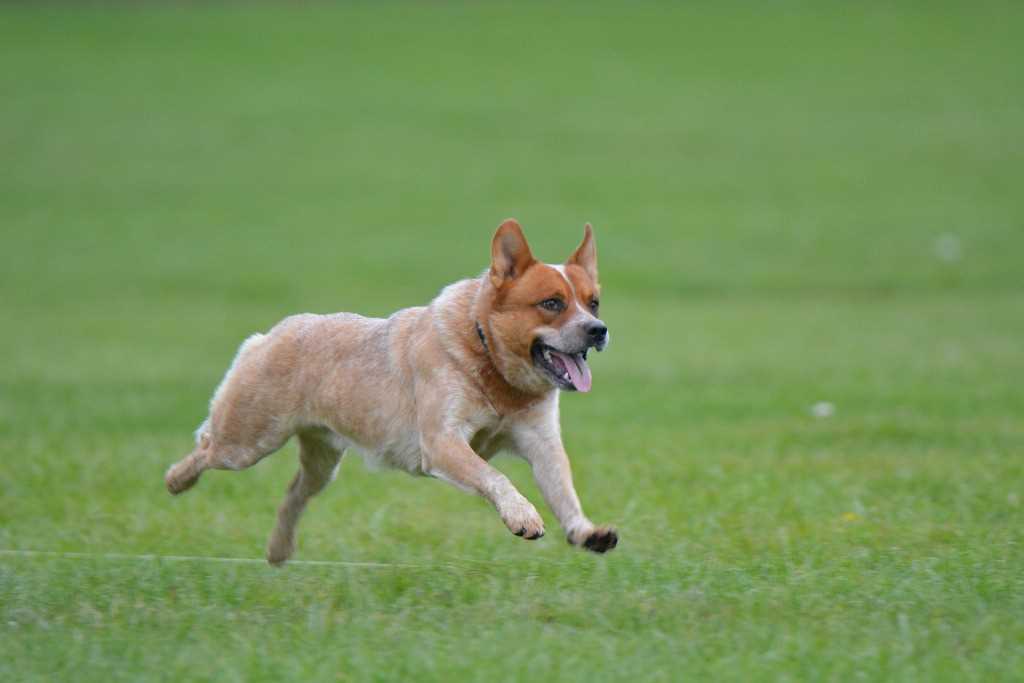 La race australienne de chien de berger