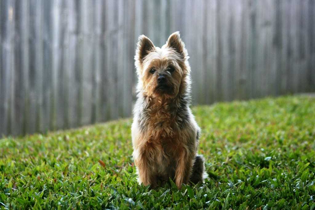 The australian silky terrier dog breed