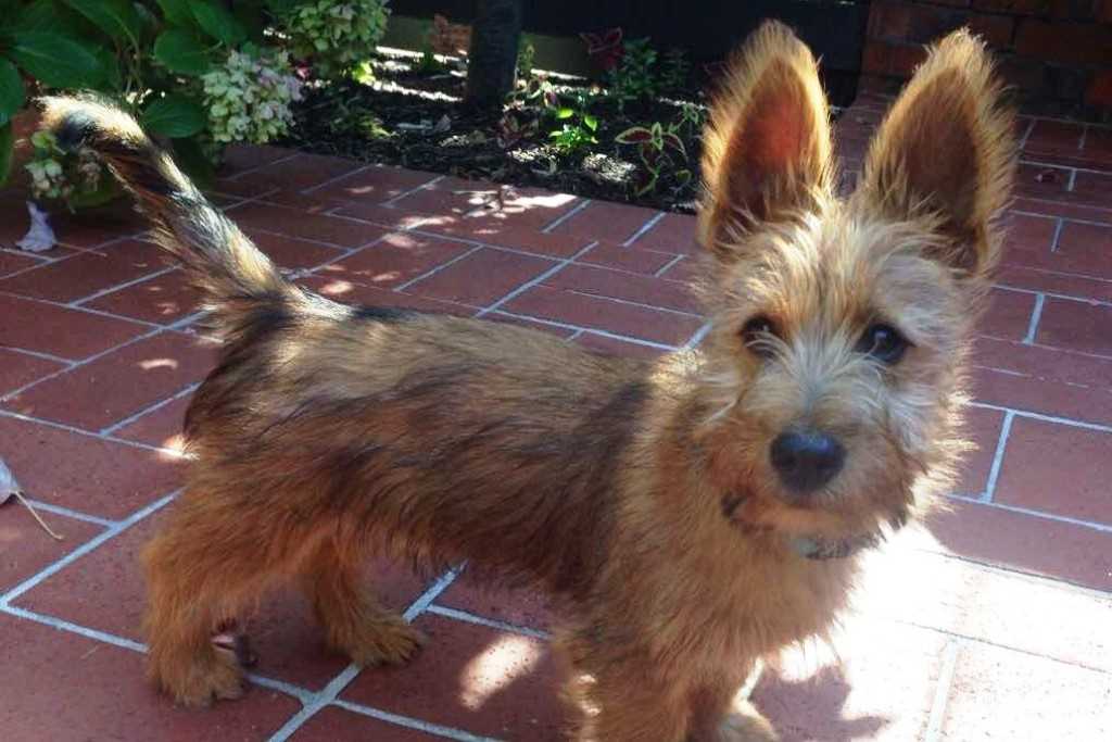 The australian terrier dog breed