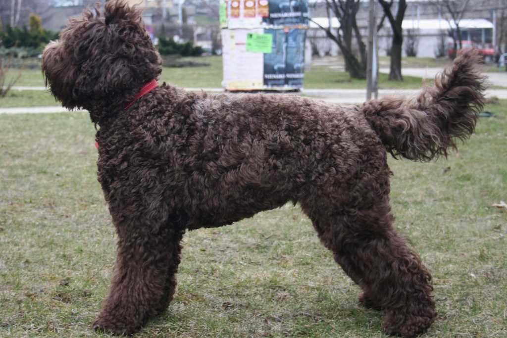 The Barbet dog breed
