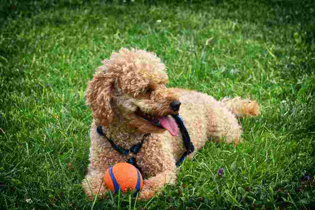 The poodle dog breed