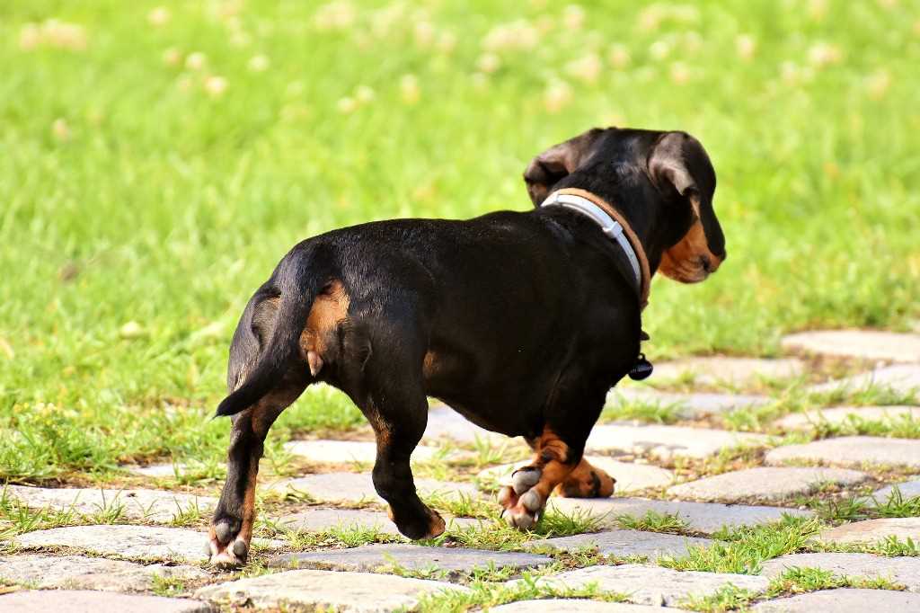 The Dachshund dog breed