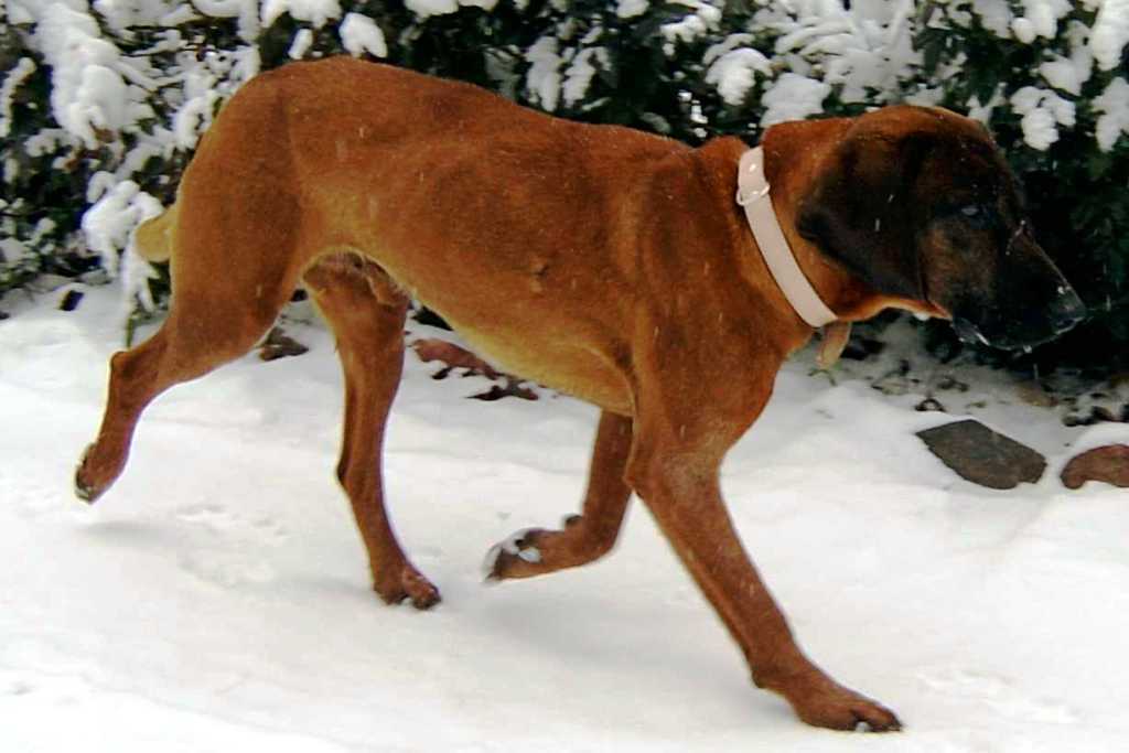 The bayerischer gebirgsschweisshund dog breed