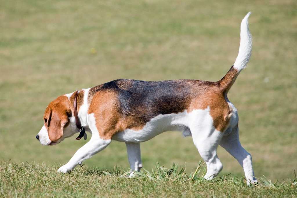 The beagle dog breed
