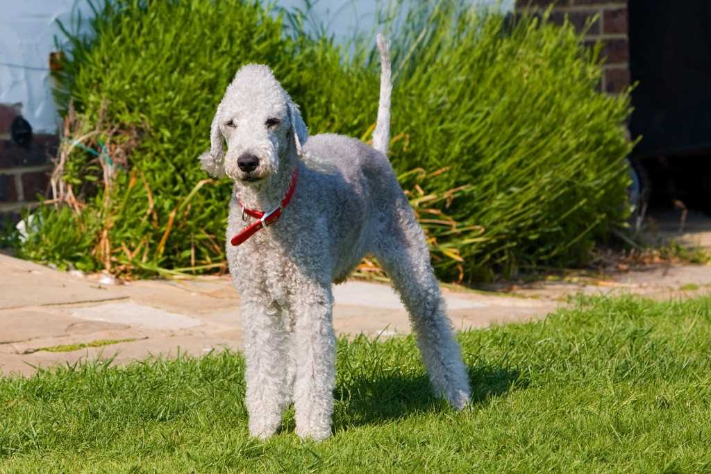 The Bedlington terrier dog breed