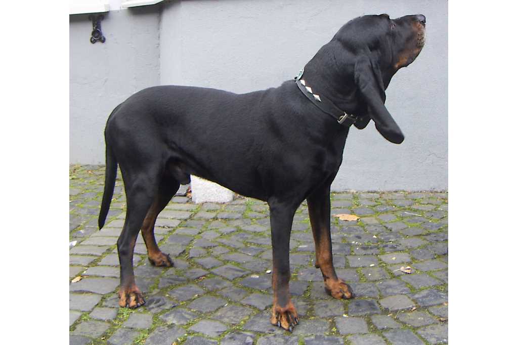 La raza de perro coonhound negro y fuego