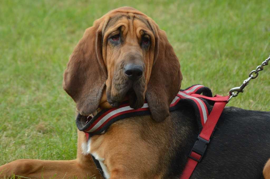The bloodhound dog breed