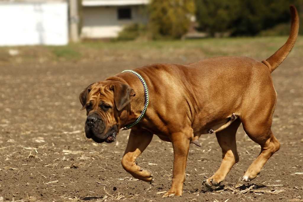 The Boerboel dog breed