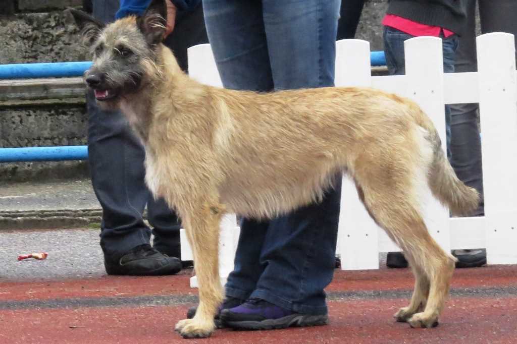 The Ardennes Shepherd dog breed