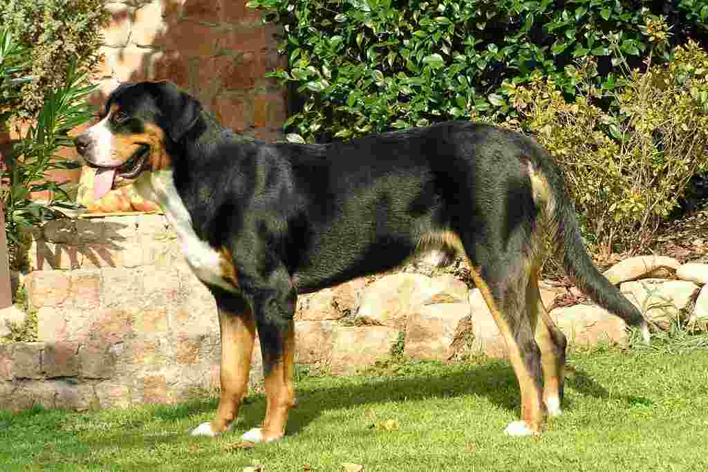 The dog breed of the greater swiss mountain dog
