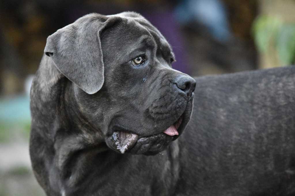 The Cane Corso dog breed