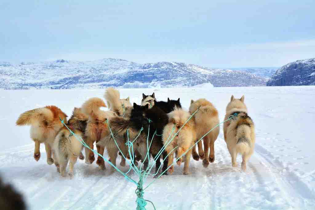 The Greenlandic dog breed