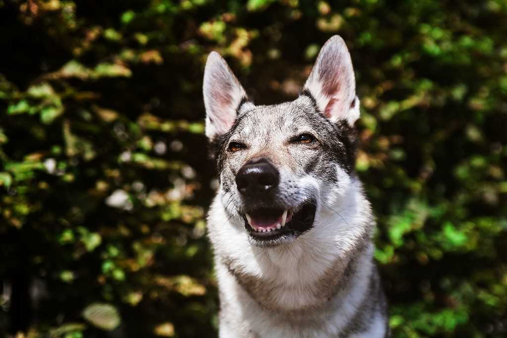 The dog breed Czechoslovakian wolfdog