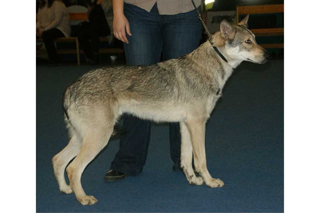 The Saarlos wolfdog dog breed