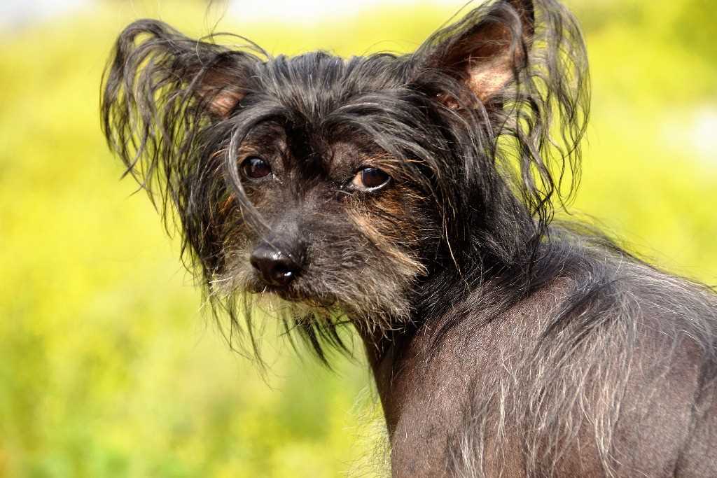 La razza canina cane crestato cinese o cane nudo cinese