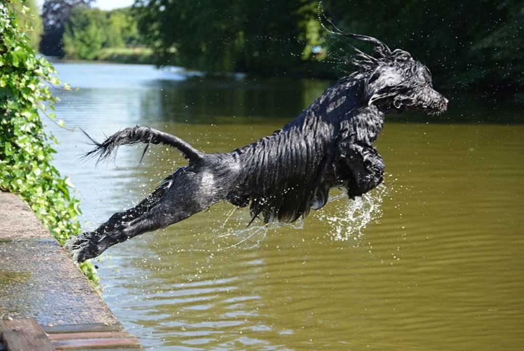La raza de perro cao de agua portugués