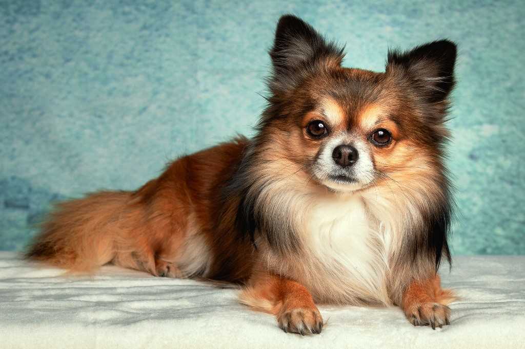 The Chihuahua dog breed