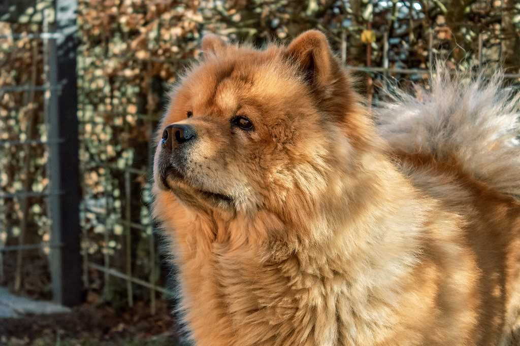The Chow Chow dog breed