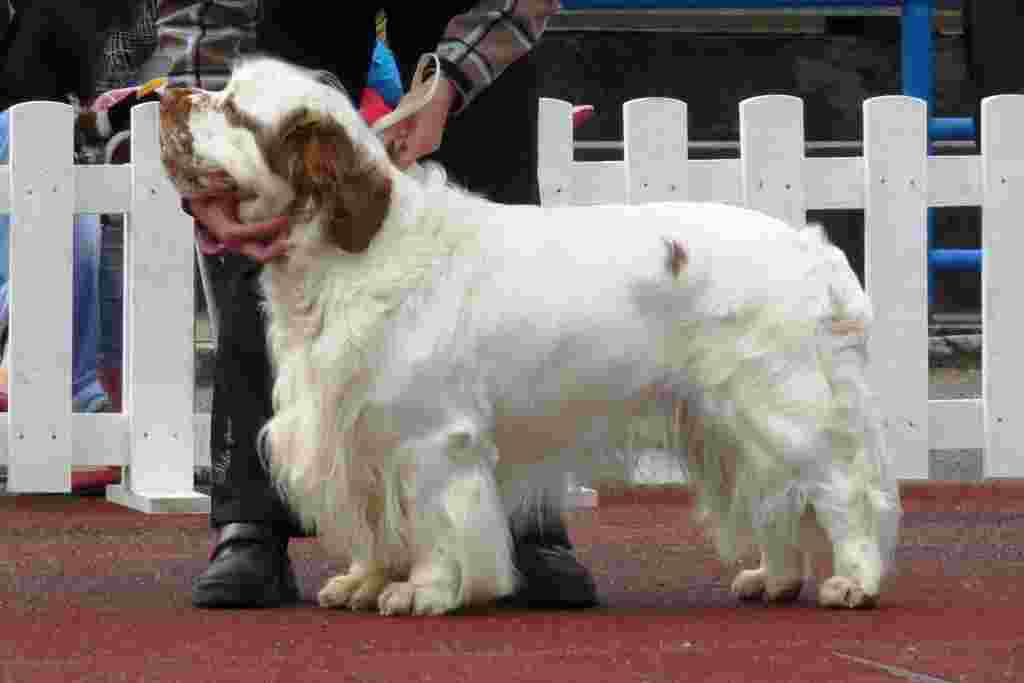 The clumber spaniel dog breed