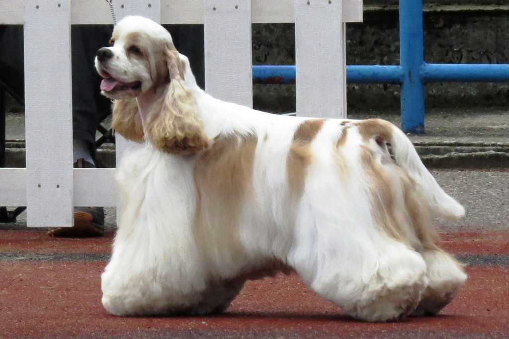 The American cocker dog breed