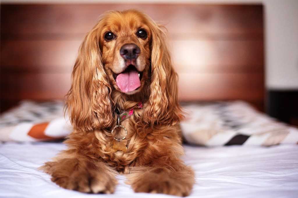 The English cocker spaniel dog breed