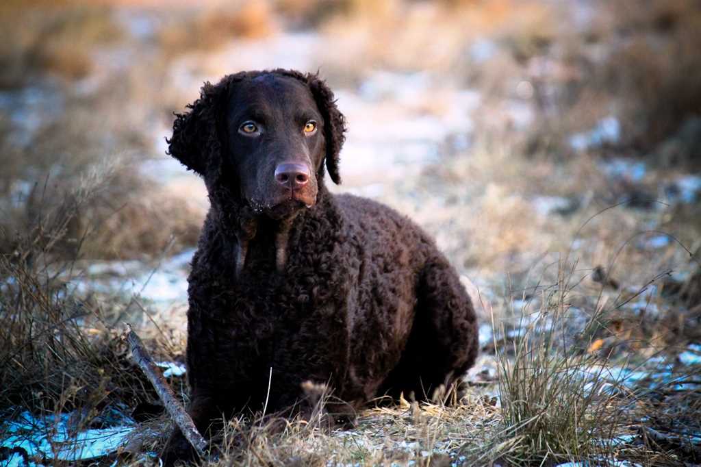 The Curly Coated Retriever dog breed