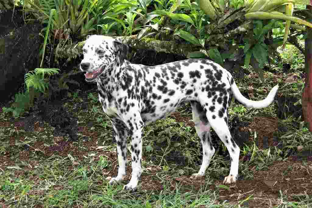 The Dalmatian dog breed