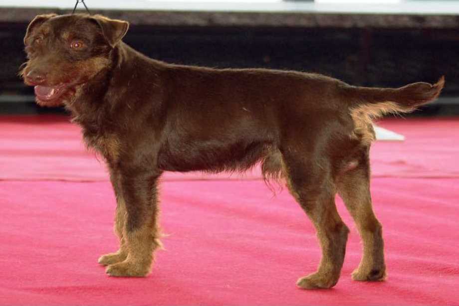 The deutscher jagd terrier dog breed
