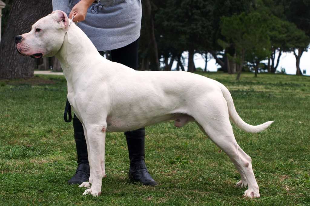 Argentine Dogo Dog Breed