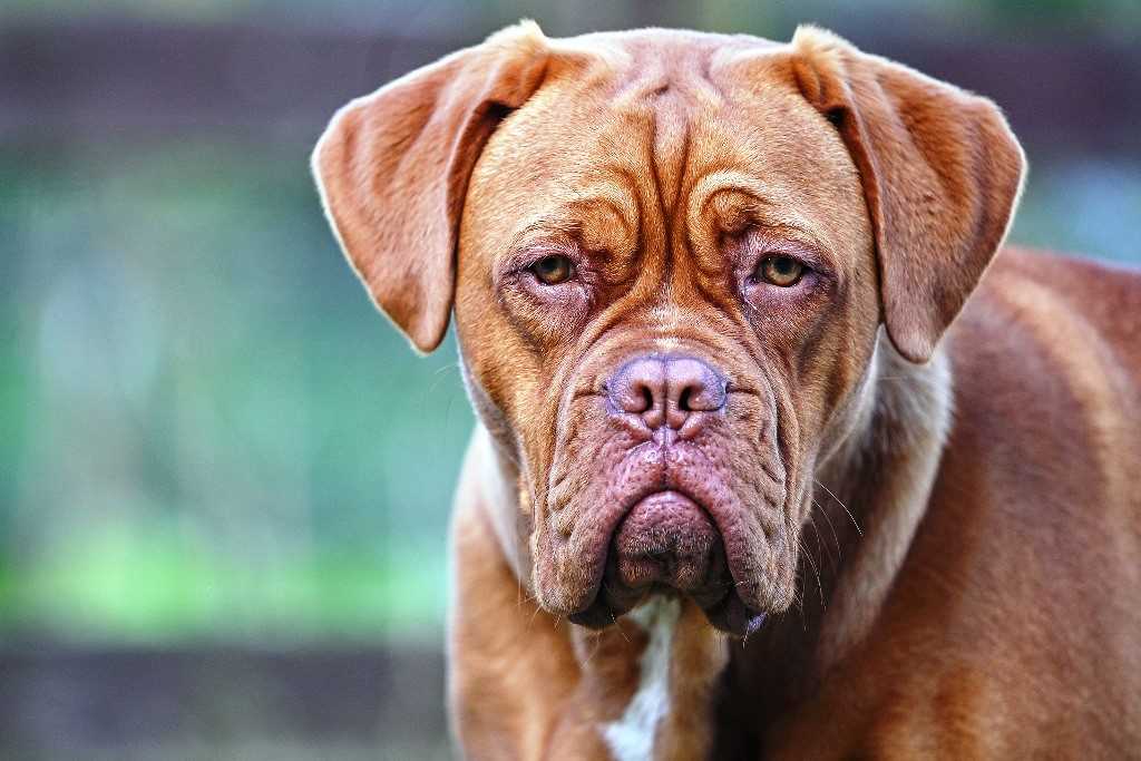 The dog breed dogue de Bordeaux