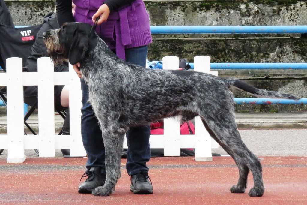 The Drahthaar dog breed