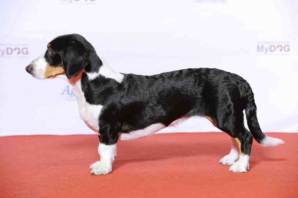 The drever dog breed