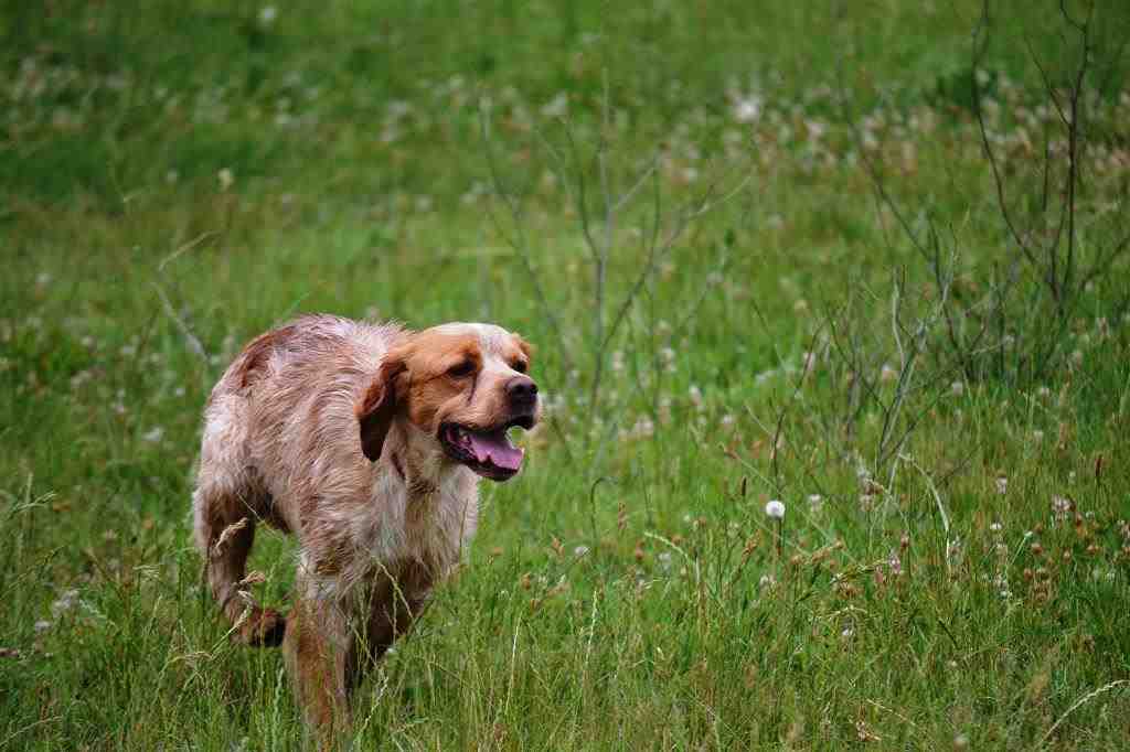 The epagneul breton or breton dog breed