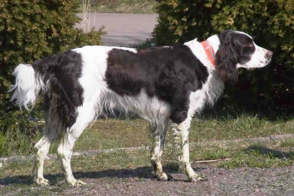 The epagneul francaise dog breed