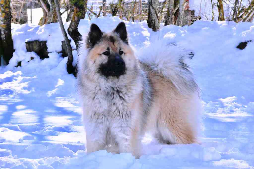 The Eurasier dog breed