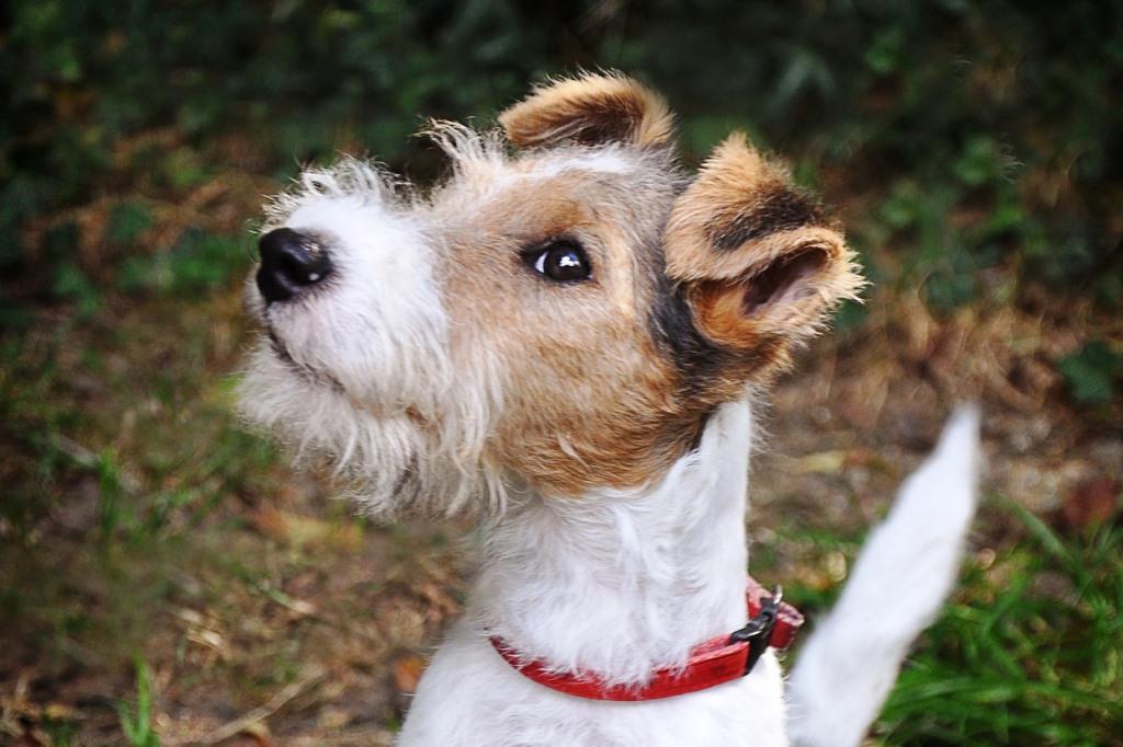 The Fox Terrier dog breed