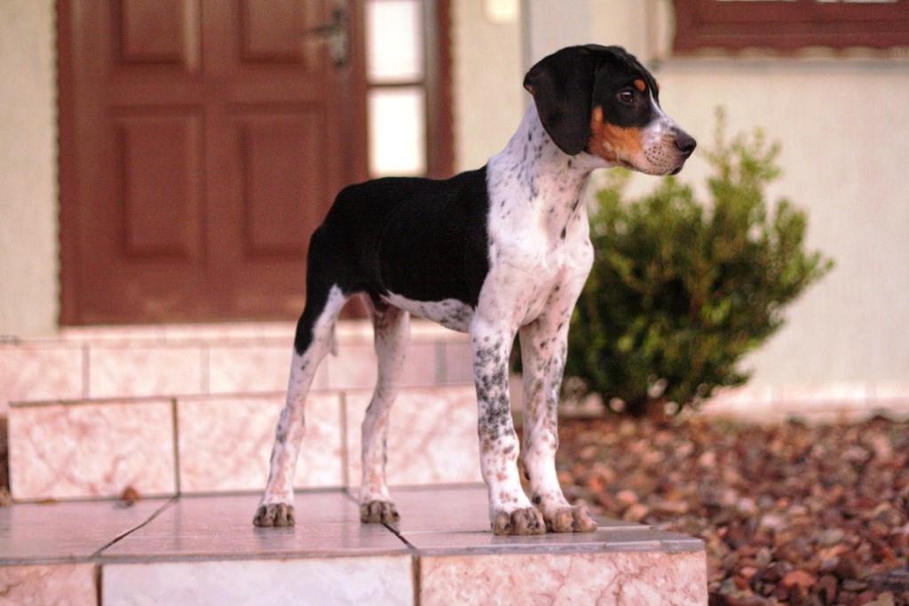 The English and American Foxhound dog breed