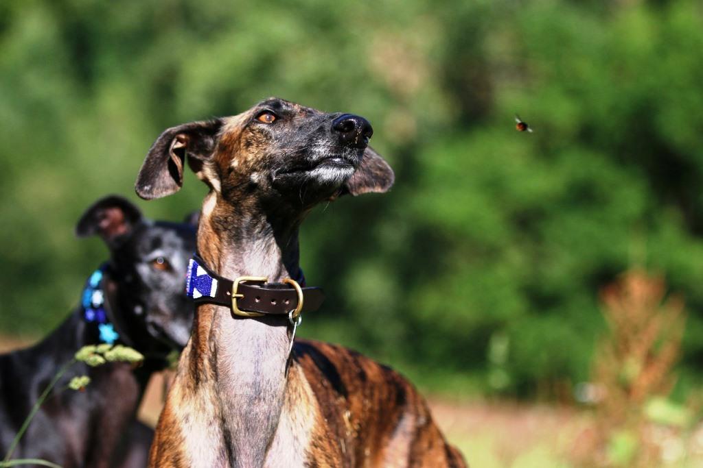 The Galgo Espanol dog breed