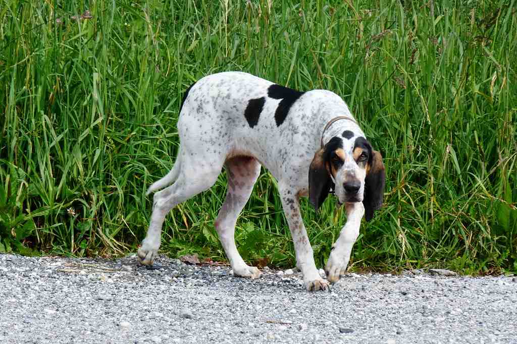The Gascon Saintongeois dog breed