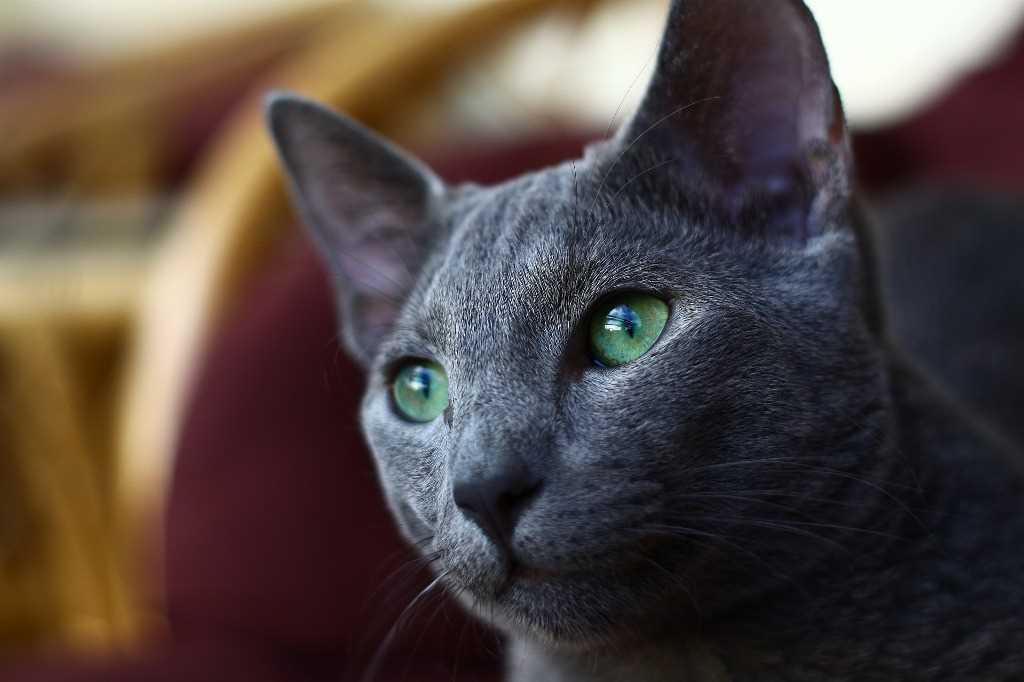 Gato Azul de Rusia