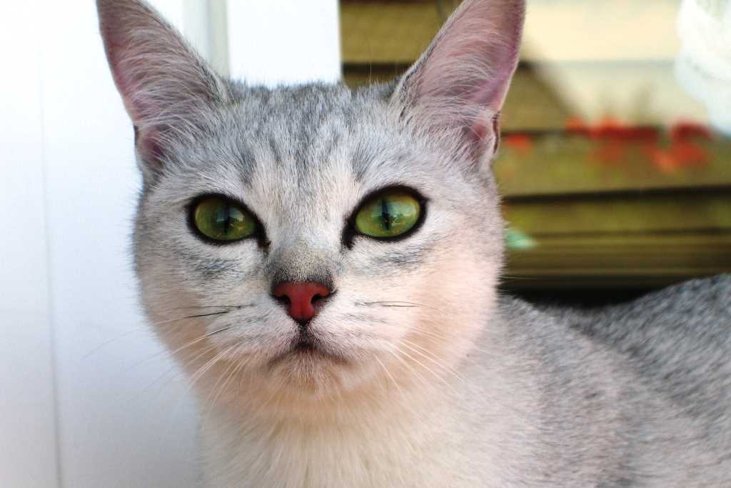 Cat Burmilla