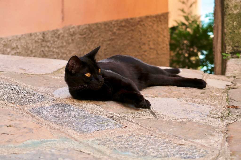 Havana Brown Cat