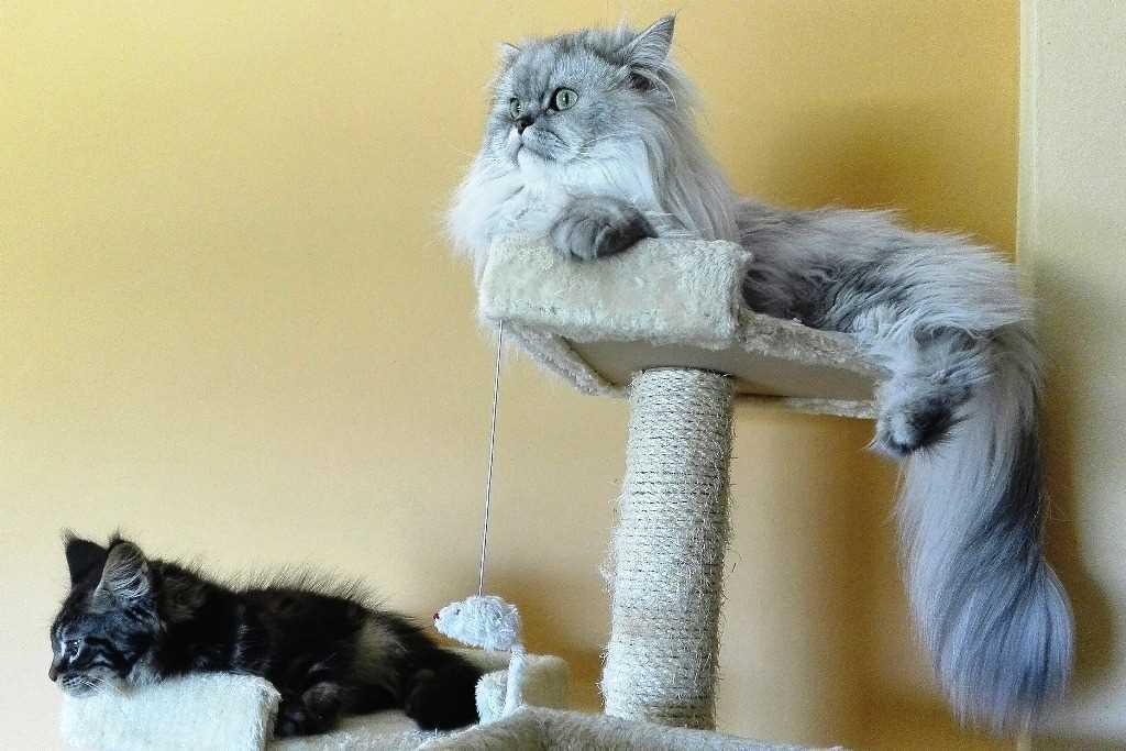Gato chinchilla persa