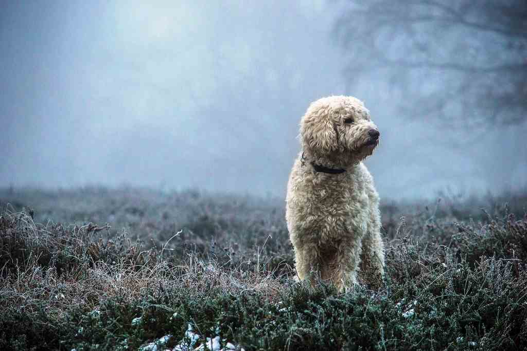 The goldendoodle dog breed
